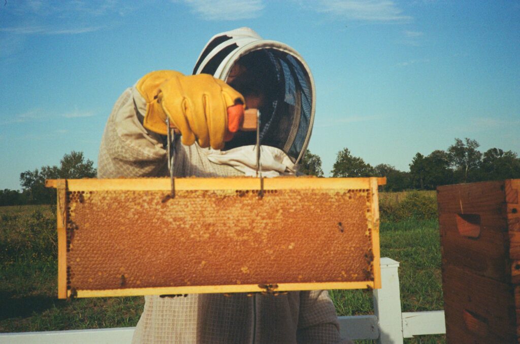 A photo from the Red Gold Honey apiary